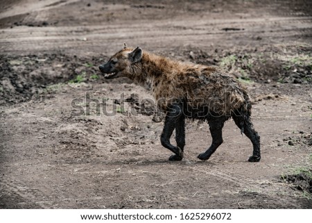 Hyena seen at Masai mara