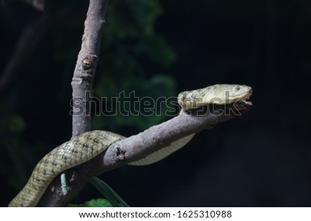 snake photography nature wildlife photography