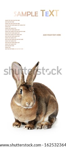 Brown bunny on white background