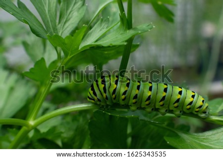 Eastern Black Swallowtail caterpillar eating parsley leafs in the garden 