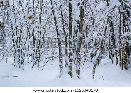 White scene of winter beauty snow forest inside panorama with black silhuette on white snow magic of wild nature wintery background