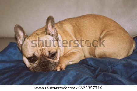 french bulldog sleeping on the sofa