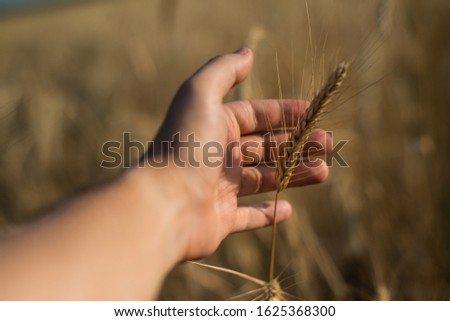 the hand of a man, a combine operator, holds an ear of ripe Golden wheat