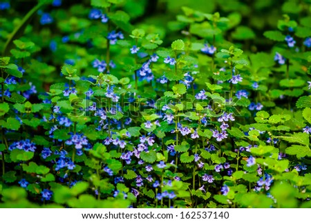 purple wildflowers with blue stripes in green grass