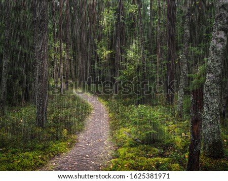 Scenic vivid green forest landscape on a rainy day. A path under trees in a deep forest. Colorful scenery with pathway among green grass and leafage. Vivid natural green background.