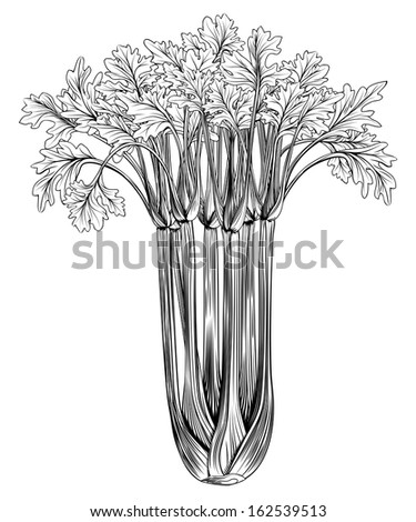 A vintage retro woodcut print or etching style celery illustration