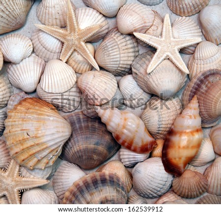 Seashells scattering
