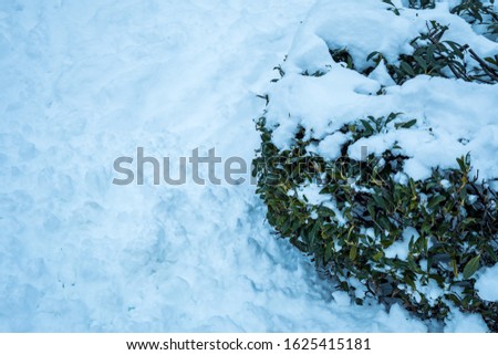green bushes covered with layer of snow on the thick snow covered road side