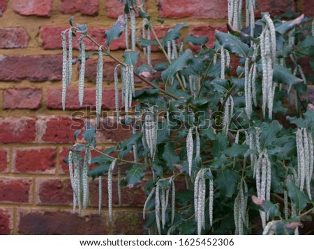 Architectural plant garrya elliptica bush against garden wall