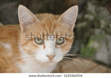 portrait of beautiful cat/ kitten