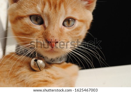 portrait of beautiful cat/ kitten