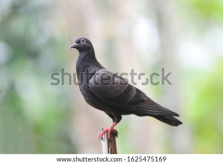 pigeons are seen standing on a green and bokeh background picture was taken 25.01.2020