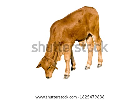 Newborn baby calf with brown fur is cute, perfect body. Isolated on white background