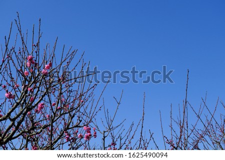Plum blossoms growing in the blue sky
