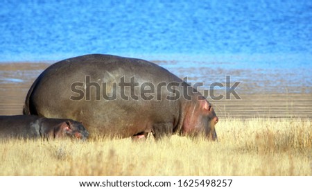 Hippo mother and baby grazing in tall, dry grass in Pilanesberg National Park, South Africa