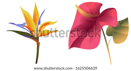 Yellow bird of paradise Strelitzia. Red Calla. Vector illustration. Isolated illustration element. Floral botanical flower. Wild leaf wildflower isolated. Exotic tropical hawaiian jungle.