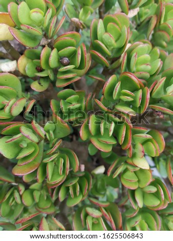 Top view of a green leaves of a plant.