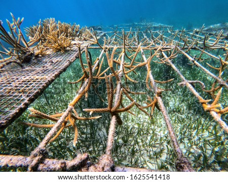 coral nursery with Stag horn Coral

being grown to improve the reef