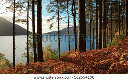 Trees and fern during autumn in front of Loch Lomond, Scotland, UK. Royalty-Free Stock Photo #162554198