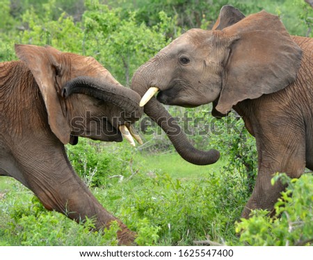 Young elephant bulls play fighting in Tsavo East National Park, Kenya. (Loxodonta africana)