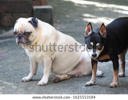 lovely black alert miniature pincher dog standing looking at something with a cute white fat pug dog friend sitting on the concrete floor blur out of focus in the picture background