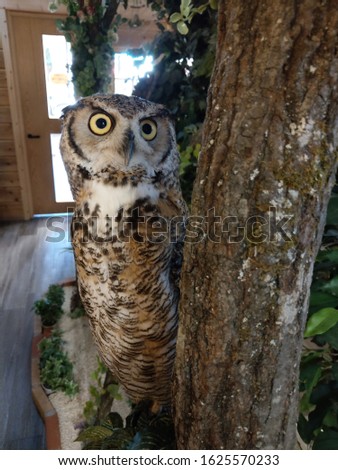 Funny owl photo, cute owl