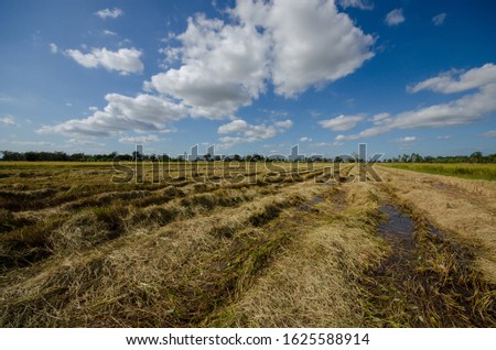 Rice field in tropical of Thailand. This picture  is the harvest is finished in 2562 BE (AD 2012) agricultural crops suffered heavy drought and People suffered in many parts of the country.