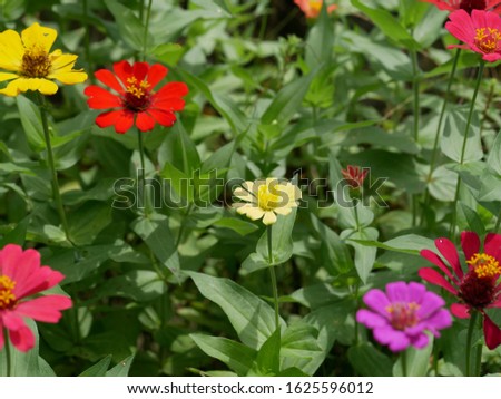 Zinnia elegans, known as youth-and-age, common zinnia or elegant zinnia, an annual flowering plant of the genus Zinnia, bloom in the garden. It is one of the best known zinnias.