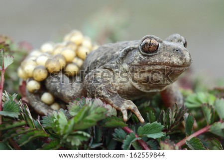 Midwife toad (Alytes obstetricans)
