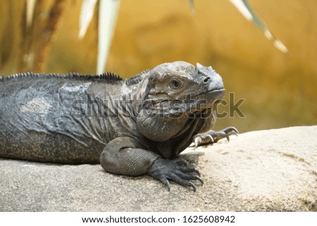 iguana resting on a rock side profile 