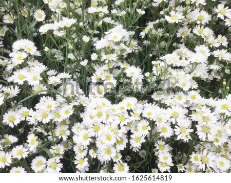 Beautiful white chrysanthemum as background picture. Chrysanthemum wallpaper, chrysanthemums in autumn.