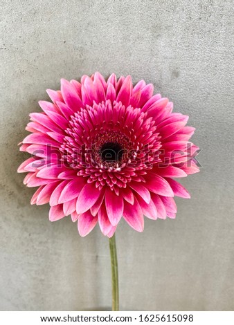 pink gerbera flower on gray background