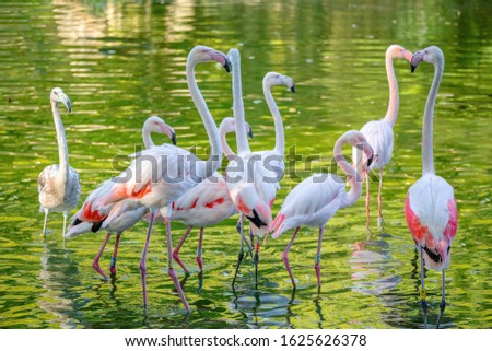 Beautiful pink American Flamingos in water Phoenicopterus Roseus