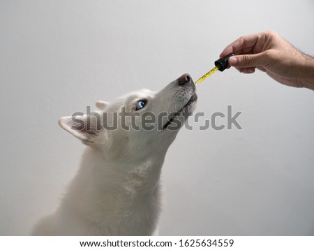 Dog Taking CBD Hemp Oil Tincture  Royalty-Free Stock Photo #1625634559
