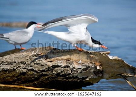 Soaring seagull. The Volga River Delta. Summer
