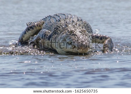 Saltwater crocodile on the barrage at Shady Camp, Darwin, Northern Territory, Australia. Royalty-Free Stock Photo #1625650735
