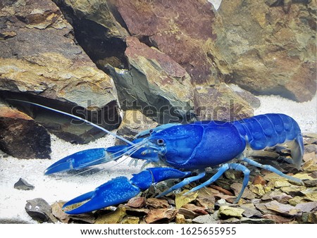 A beautiful blue Australian Crayfish (Crawfish, Freshwater lobster), Cherax destructor in freshwater aquarium. 
