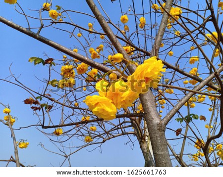 Yellow flower name is Suphanika, Thai flower which bloom at 
the beginning of the year.