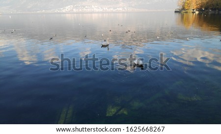 ioannina lake wildlife animals ducks Swans Swimming in lake pamvotida of the city of ioannina epirus greece nature