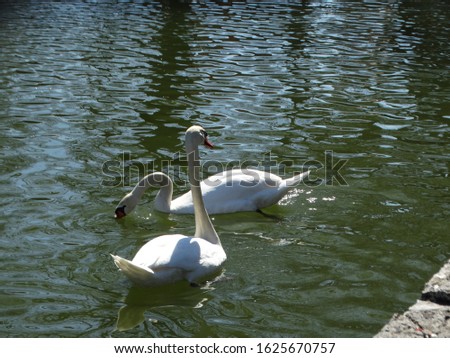 lake wildlife nature animals white ducks Swans Swimming in lake pamvotida of the city of ioannina epirus greece 