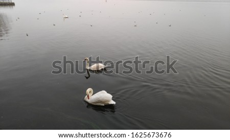lake wildlife nature animals winter scene white ducks Swans Swimming in lake pamvotida of the city of ioannina epirus