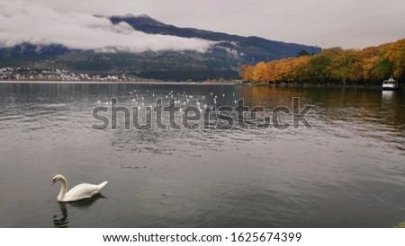 lake wildlife nature animals winter scene white ducks Swans Swimming in lake pamvotida of the city of ioannina epirus