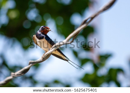 Swallow bird on the wire