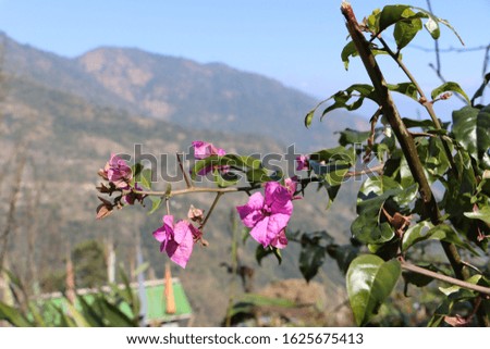Bougainvillea flowers blooming in Sikkim Himalaya. 