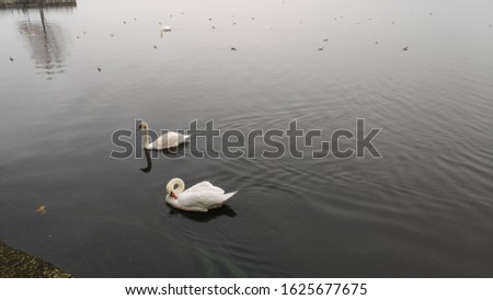 ioannina lake wildlife nature animals winter scene white ducks Swans Swimming in lake pamvotida of the city of ioannina epirus
