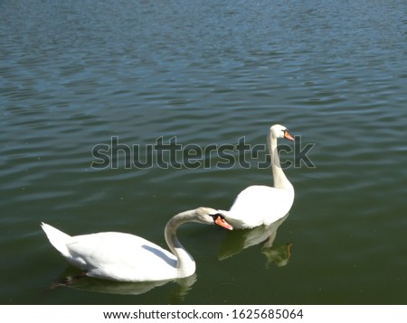 ioannina lake wildlife nature animals winter scene white ducks Swans Swimming in lake pamvotida of the city of ioannina epirus