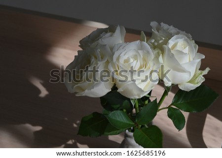 beautiful white rose flower blossom blooming decoration in vase with sunlight in the morning day