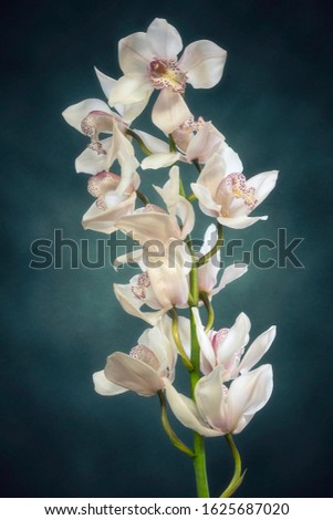 Branch of blooming Cymbidium orchid on a blue background