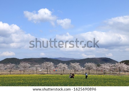 Take pictures in a field full of rape flowers and cherry blossoms - Korea