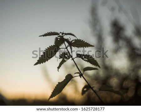 a Bush of nettles at sunset, Russia